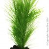 Ornament Betta Green Fern On Rock 10cm