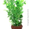 Ornament Betta Pot Plant Mixed Green Plants 10cm