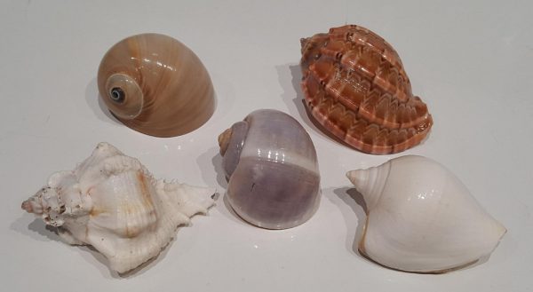 Hermit Crab Shell Large