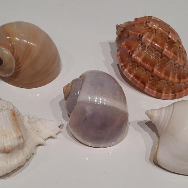 Hermit Crab Shell Large