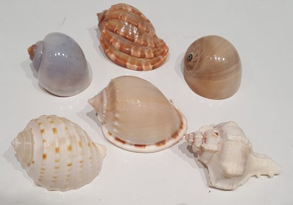 Hermit Crab Shell Medium