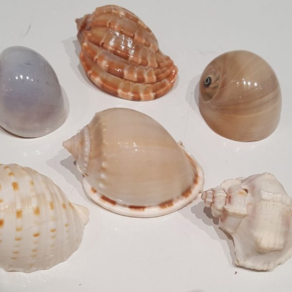 Hermit Crab Shell Medium