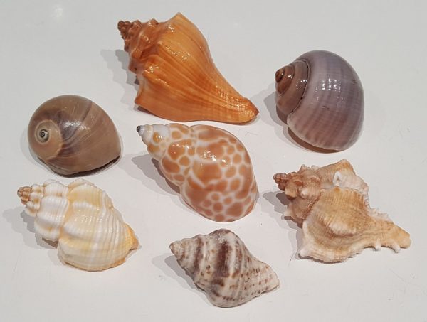 Hermit Crab Shell Small