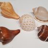 Hermit Crab Shell XL