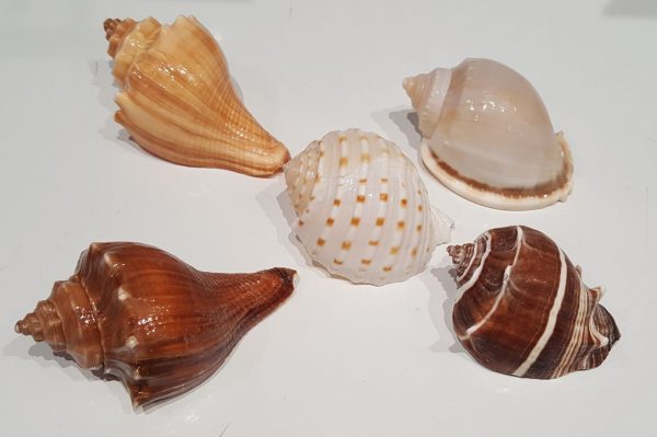 Hermit Crab Shell XL