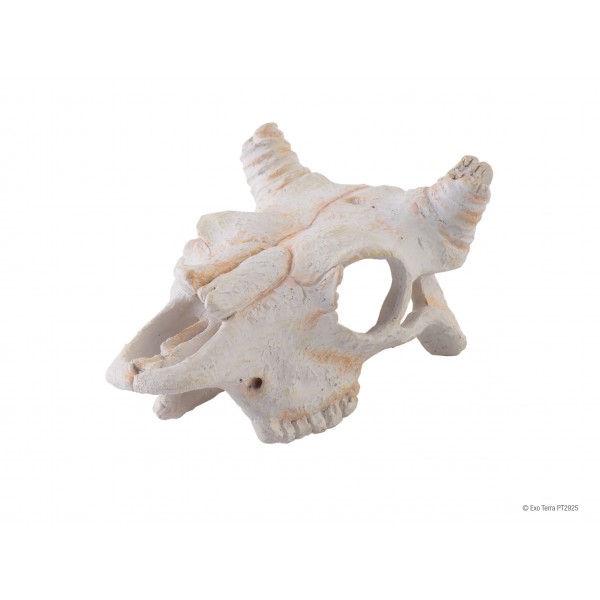 Exo Terra Buffalo Skull - SMALL
