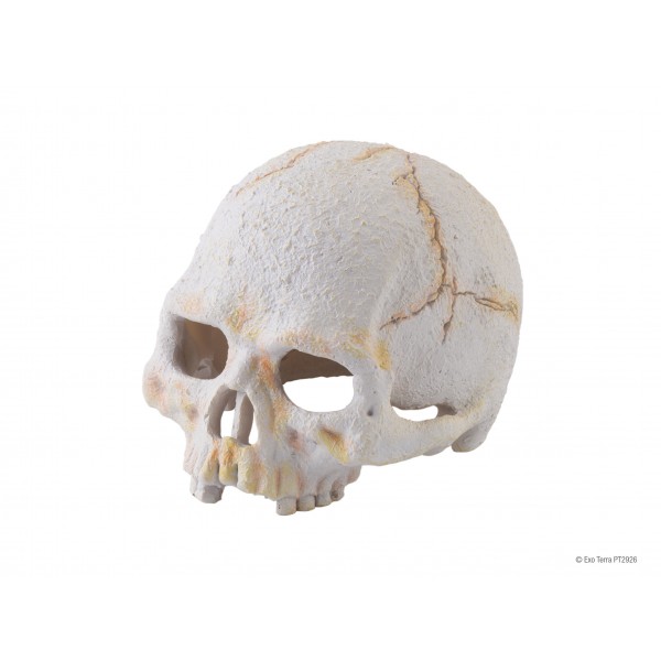 Exo Terra Primate Skull - SMALL